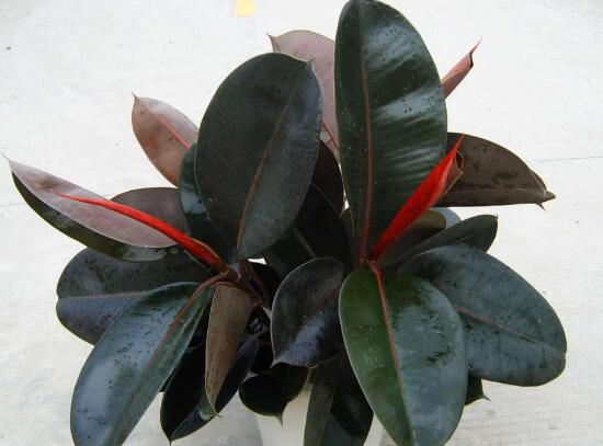 橡皮樹的汁液有毒嗎，橡皮樹適合在室內養(yǎng)嗎