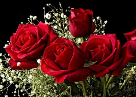 玫瑰花功能與主治：美白護(hù)膚、利尿、豐胸、抗病毒