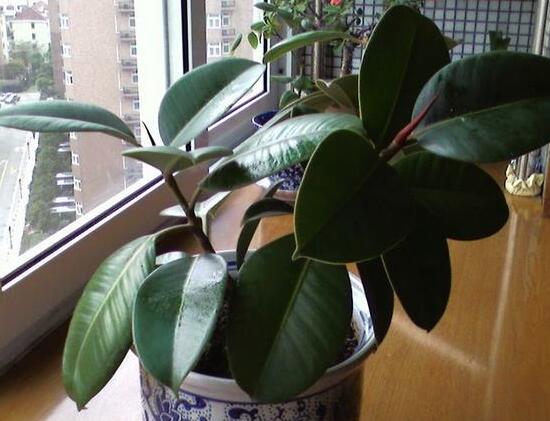 橡皮樹多久澆次水，橡皮樹怎么澆水