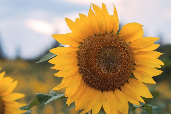 一朵向日葵花語是什么，象征著太陽、沉默的愛
