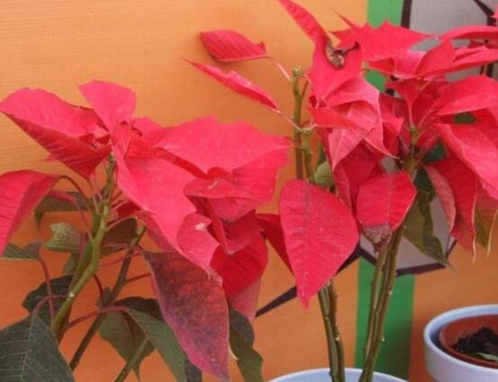 一品紅的功效與作用，盤點一品紅五大功效與作用