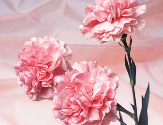 康乃馨代表什么意思，康乃馨的功效與作用