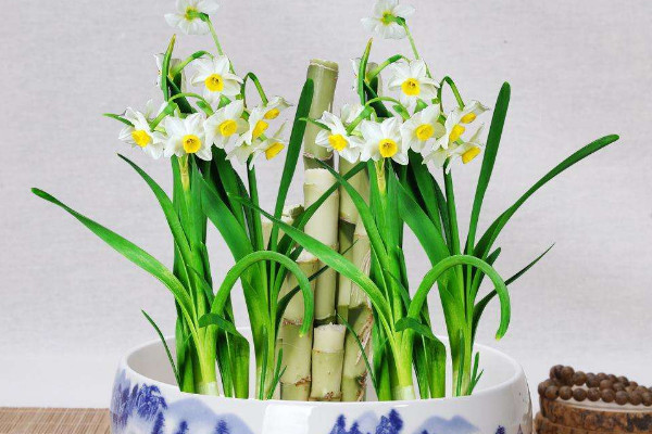 水仙花水培方法圖解，選擇飽滿健康的種球很重要