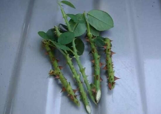 月季花可以水培嗎，月季花水培生根的方法