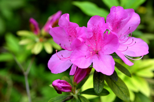 杜鵑花謝了后怎樣剪，修剪殘花和枯枝敗葉