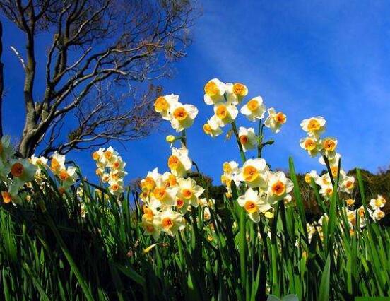 土培水仙花怎么澆水，土培水仙花澆水方法