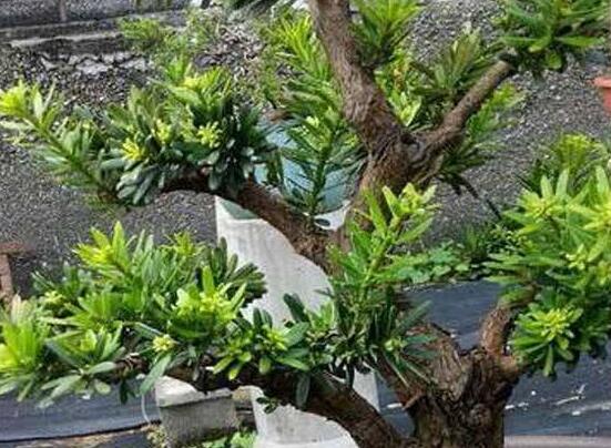 羅漢松施肥技巧，只需要五個(gè)步驟養(yǎng)的郁郁蔥蔥