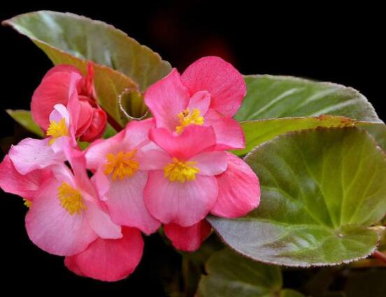 玻璃海棠花的養(yǎng)殖方法，做好五點(diǎn)基本步驟生生長(zhǎng)枝繁葉茂