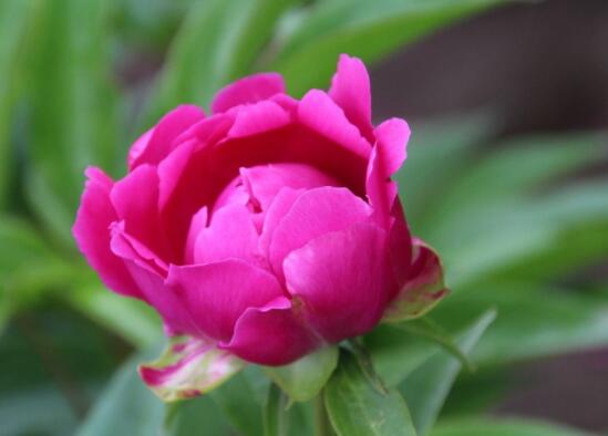 芍藥花的養(yǎng)殖方法，老農(nóng)總結最實用八大養(yǎng)殖方法