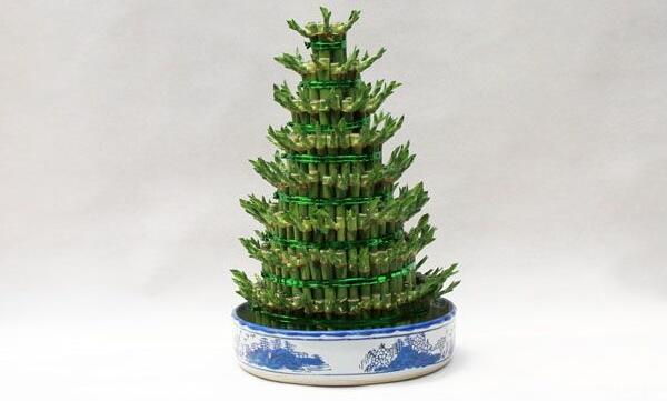 富貴竹怎么種植，富貴竹的養(yǎng)殖方法和注意事項(xiàng)