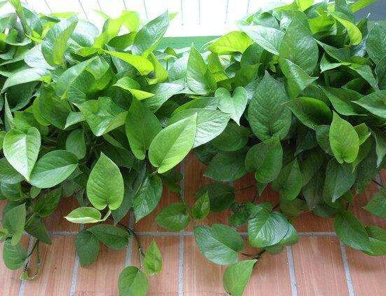 綠蘿澆啤酒好嗎，綠蘿多久澆一次啤酒