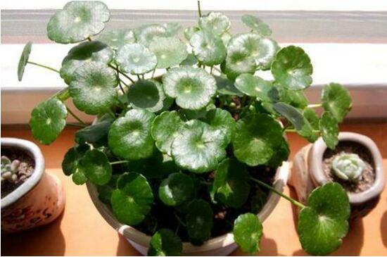 銅錢草有毒嗎，銅錢草可以放在臥室嗎