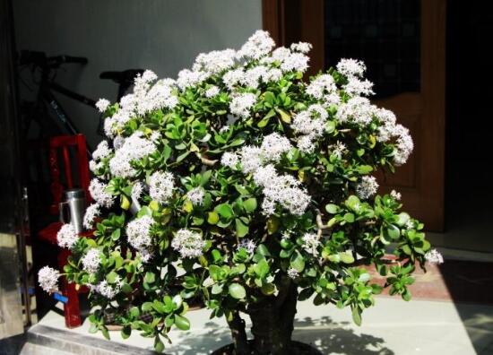 玉樹會開花嗎，玉樹開花的寓意是什么