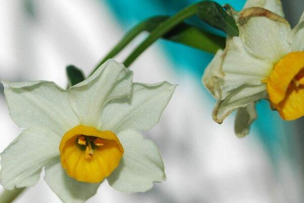 水仙花的蟲(chóng)害防治方法，預(yù)防病害一定要對(duì)癥下藥