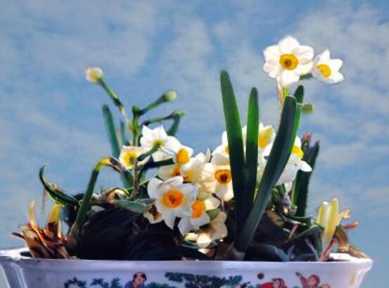 盆栽水仙花的養(yǎng)殖方法，老農(nóng)總結(jié)八大養(yǎng)殖方法