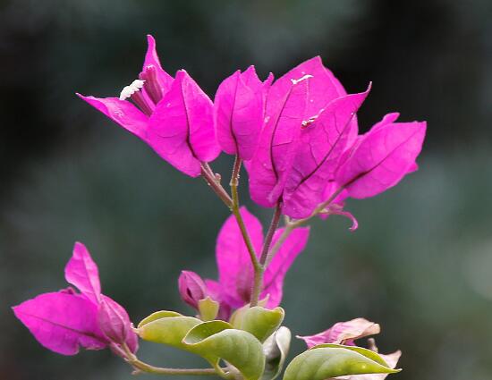 三角梅葉子發(fā)黃怎么辦，四種原因以及解決辦法