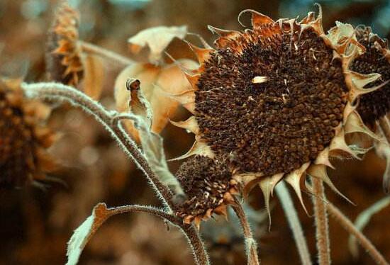 向日葵葉子枯萎是為什么，向日葵花蔫了怎么辦