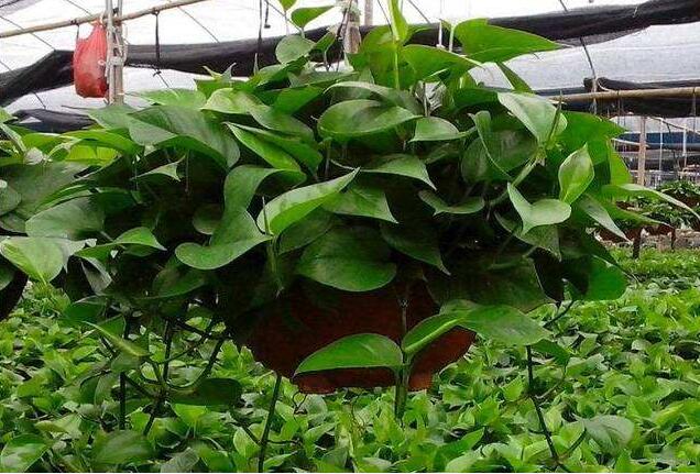 綠蘿幾天澆一次水，季節(jié)不同澆水頻率也不同