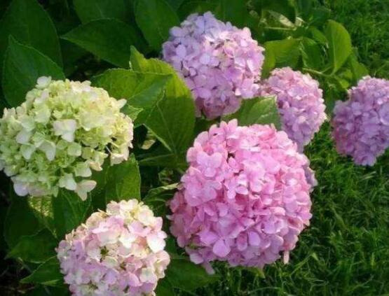 繡球花扦插方法圖解，老農(nóng)教你三點基本步驟