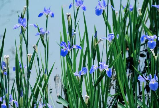 蘭花怎么澆水，盤(pán)點(diǎn)蘭花澆水方法