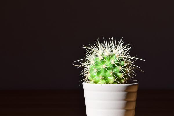 仙人球換盆方法，4步即可完成仙人球的換盆