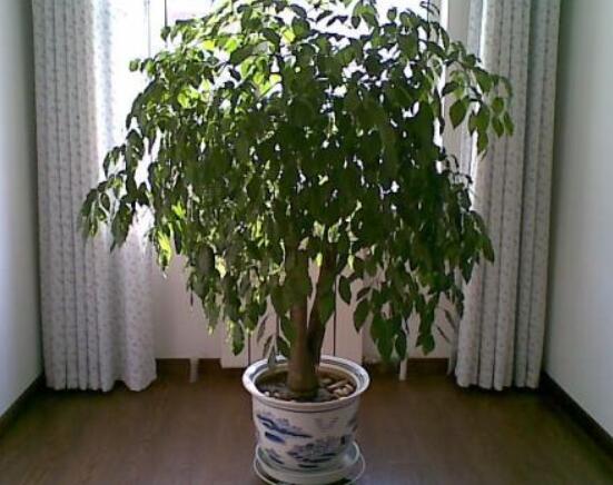 幸福樹(shù)病蟲(chóng)害，盤(pán)點(diǎn)最常見(jiàn)的四種病蟲(chóng)害防治大全