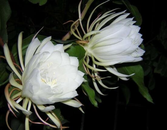 曇花的種植方法，教你最簡(jiǎn)單五個(gè)步驟(存活率高)