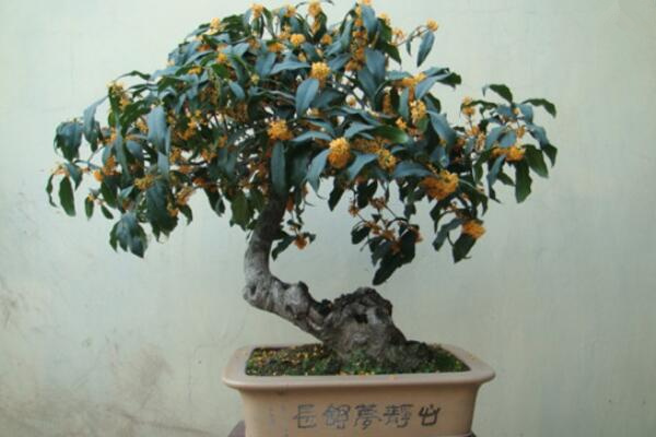 桂花樹冬天為什么會掉葉子，溫度過低、光照不足