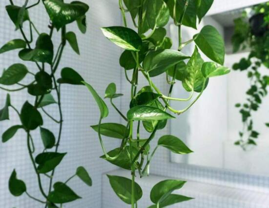 綠蘿長得慢怎么辦，做好這六個(gè)要點(diǎn)爆盆不斷
