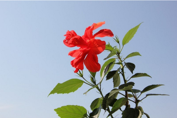 木菊花的養(yǎng)殖方法，生長期可7~10天追肥一次