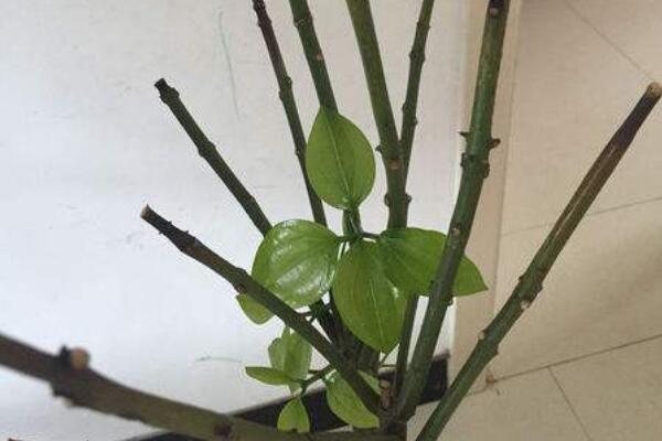 平安樹修剪方法圖解