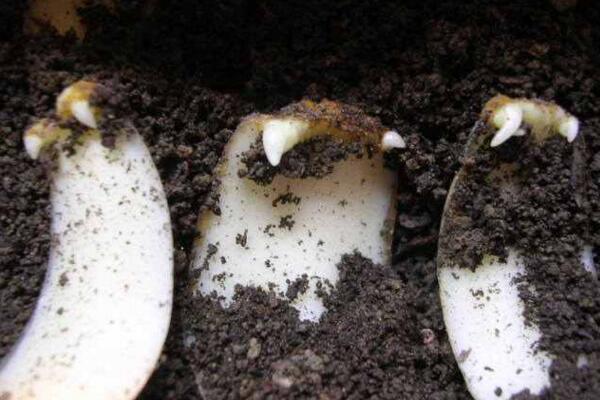 百合花扦插教程圖片，百合花鱗片扦插詳細步驟