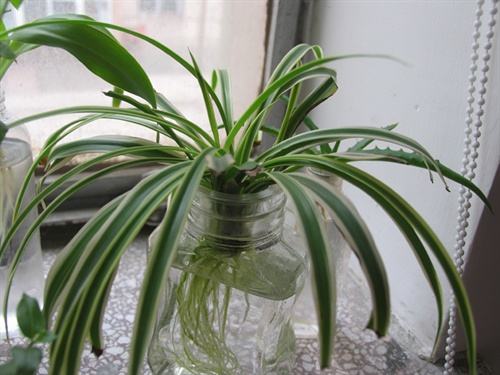 水培吊蘭怎么養(yǎng)才能長得好，這里有方法步驟還有圖解方法