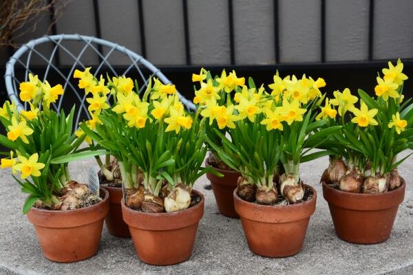 洋水仙開(kāi)花后怎么處理，做好修剪以及養(yǎng)球處理