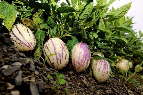 人參果怎么種植，可以通過以下4步進行