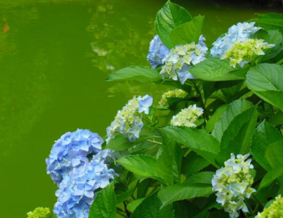 繡球花幾月份開(kāi)花，每年6-8月間盛放(獨(dú)開(kāi)一次)