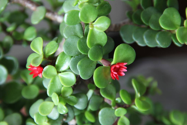 金枝玉葉什么時候修剪，最佳修剪時間選擇春季