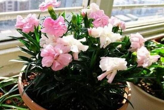 盆栽康乃馨怎么澆水，康乃馨多久澆一次水