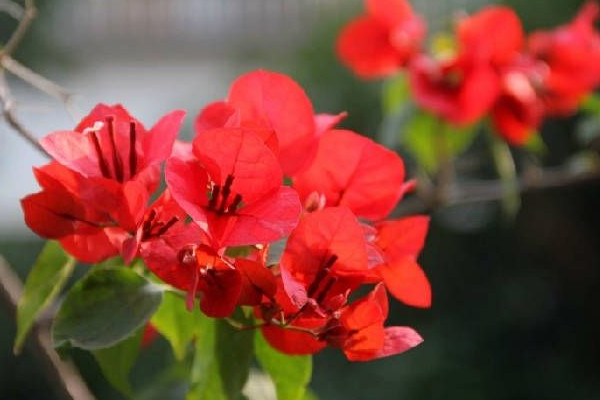 三角梅插枝的養(yǎng)殖方法，保證土壤通透性選好插枝