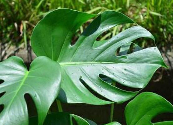 龜背竹去甲醛嗎，凈化甲醛能力值排行首位(吸毒最強(qiáng))