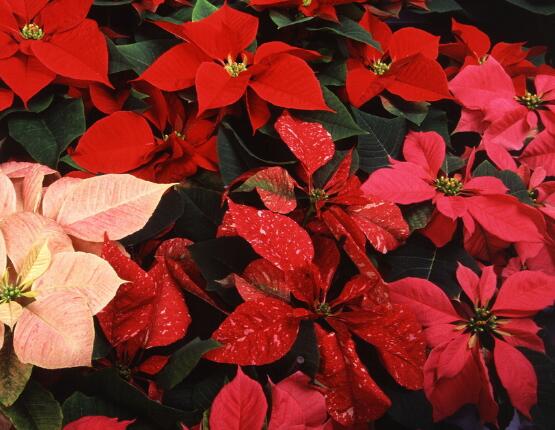 一品紅能放家里養(yǎng)殖嗎，凈化空氣、共祝新生的美好