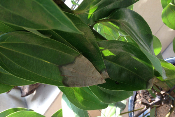 平安樹葉子下垂怎么急救，增光排濕/適當追肥