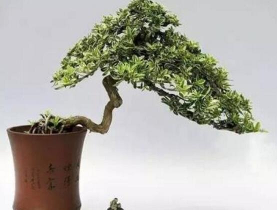 六月雪怎么修剪圖解，六月雪修剪方法