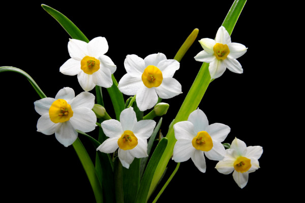 水仙花開完花后怎么處理，修剪殘花沙藏球莖等