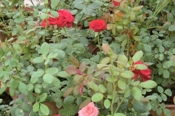 玫瑰花枯萎了怎么救活，更換土壤/控制光照/停止施肥