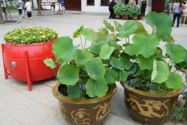 盆栽荷花的養(yǎng)殖方法，做好以下5點讓你的荷花“皎潔無瑕”