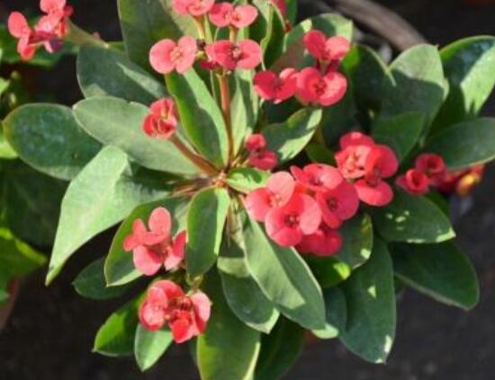 大葉虎刺梅怎么養(yǎng)，保證足量光照/溫暖濕潤(rùn)環(huán)境