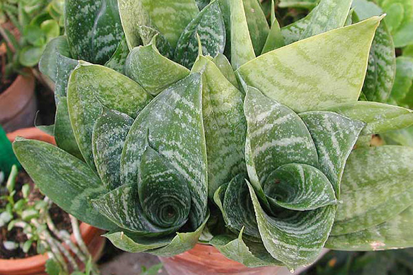 虎皮蘭常見(jiàn)問(wèn)題的解決辦法