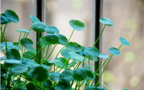 銅錢草的風(fēng)水作用是什么，銅錢草的功效與作用