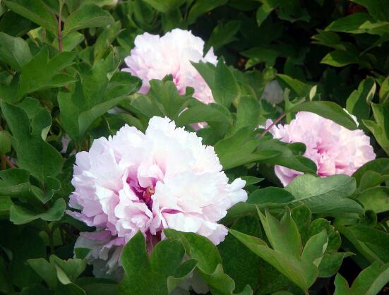 牡丹花花期，牡丹花的花期4-5月份(綻放十天)